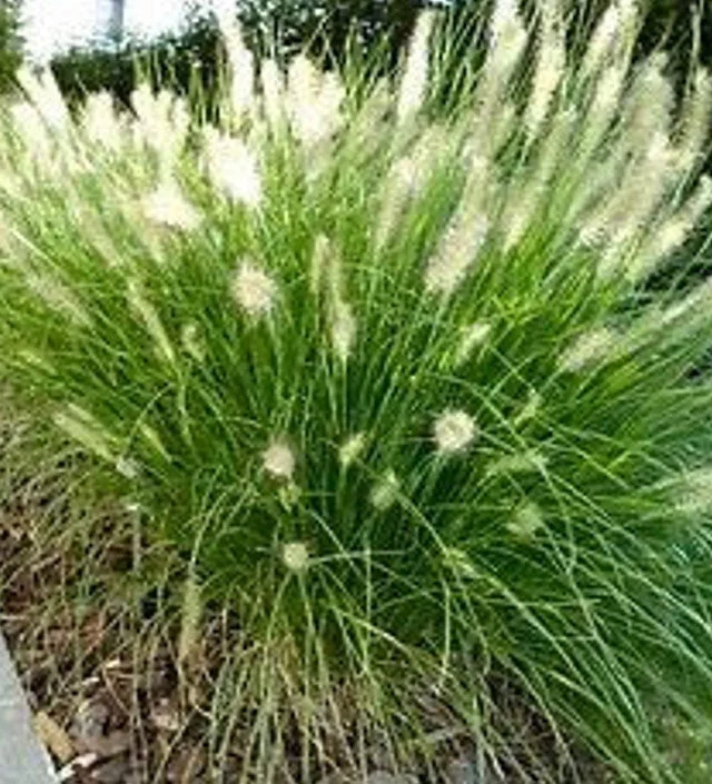 Hameln Fountain Grass
